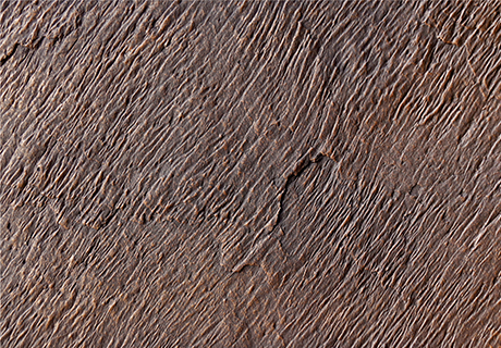 冠军国际网(中国游)官方网站